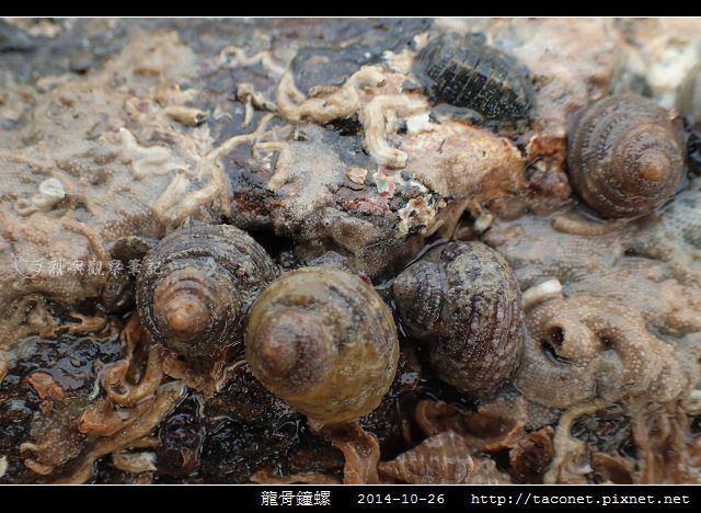 龍骨鐘螺_10.jpg