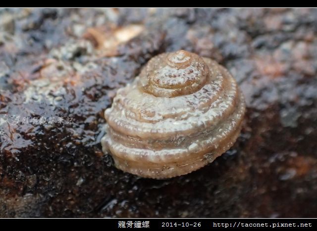龍骨鐘螺_09.jpg