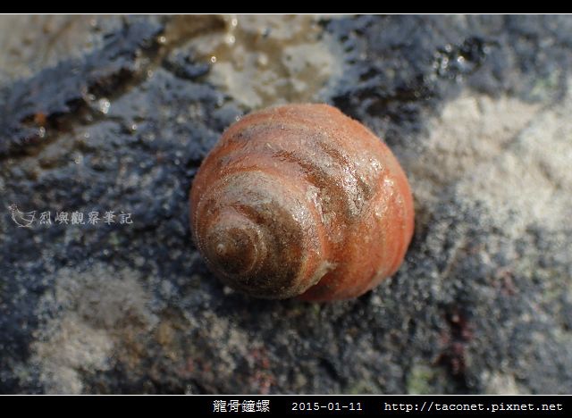 龍骨鐘螺_05.jpg