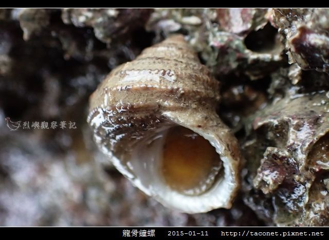 龍骨鐘螺_04.jpg