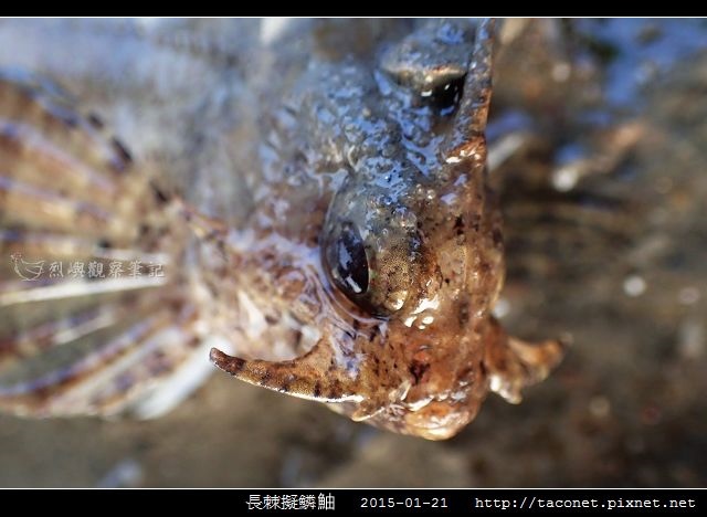 長棘擬鱗_08.jpg