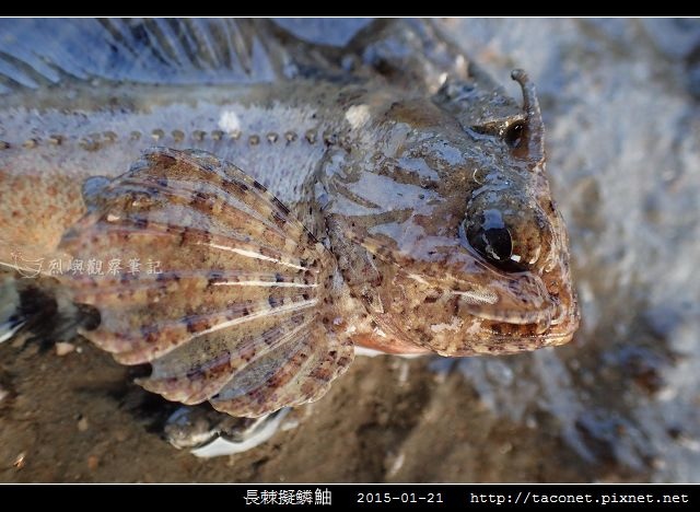 長棘擬鱗_07.jpg