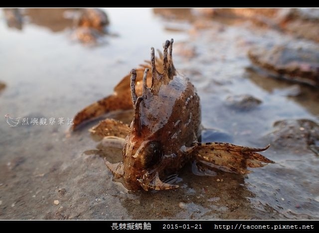 長棘擬鱗_06.jpg