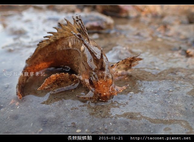 長棘擬鱗_05.jpg