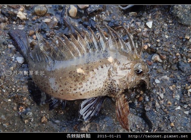 長棘擬鱗_02.jpg