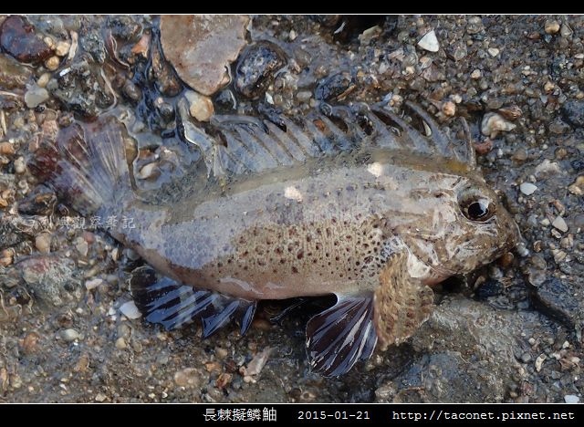 長棘擬鱗_01.jpg