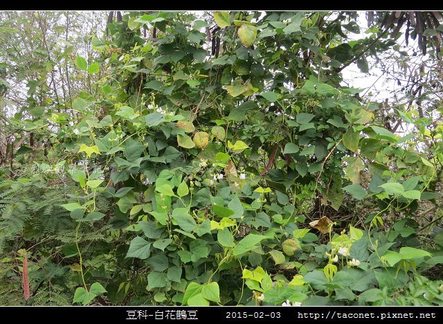 豆科-白花鵲豆_07.jpg