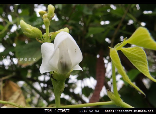 豆科-白花鵲豆_08.jpg