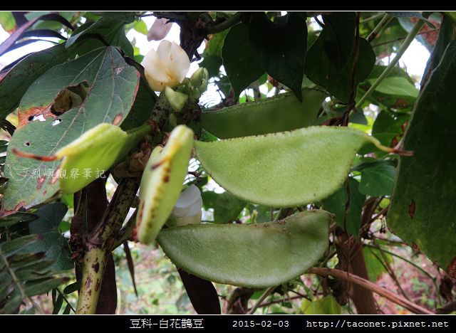 豆科-白花鵲豆_03.jpg