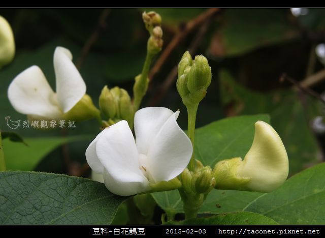 豆科-白花鵲豆_01.jpg