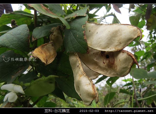 豆科-白花鵲豆_04.jpg