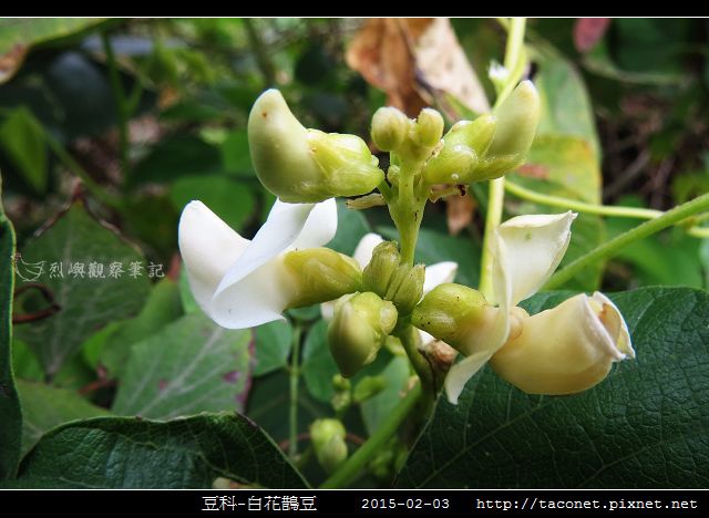 豆科-白花鵲豆_05.jpg