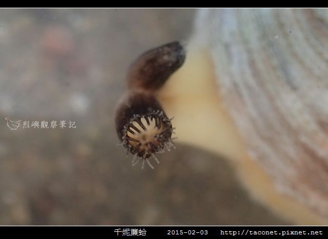 千妮簾蛤相簿封面