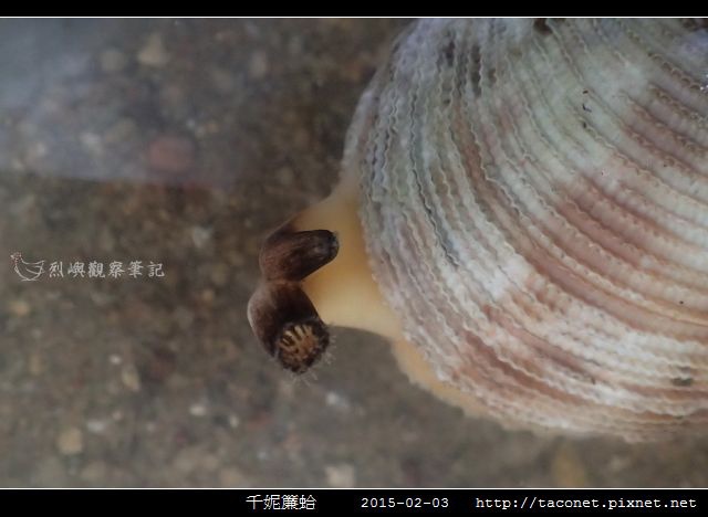 千妮簾蛤_07.jpg