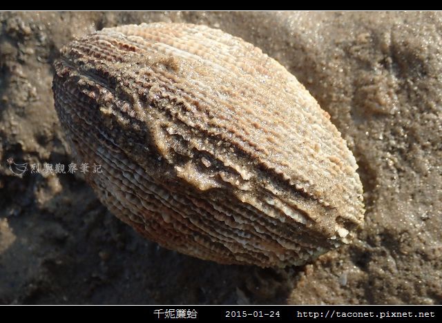 千妮簾蛤_06.jpg