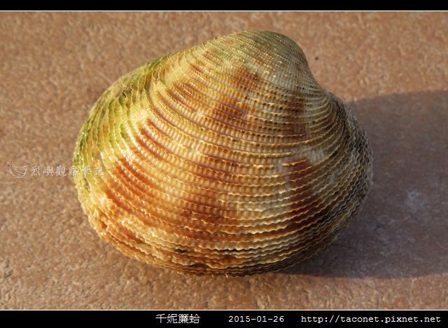 千妮簾蛤_01.jpg