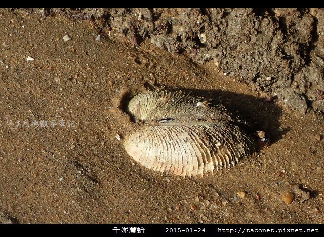 千妮簾蛤_05.jpg