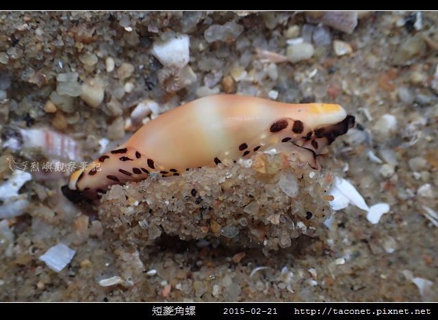 短菱角螺_07.jpg
