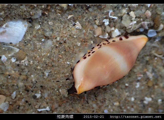 短菱角螺_06.jpg
