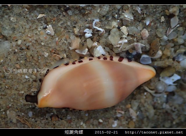 短菱角螺_05.jpg