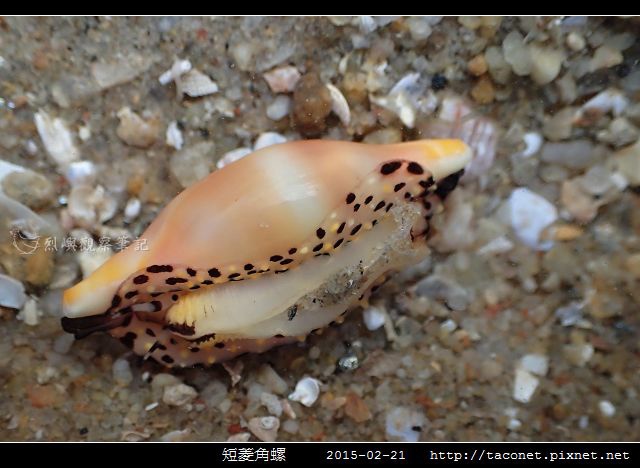 短菱角螺_01.jpg