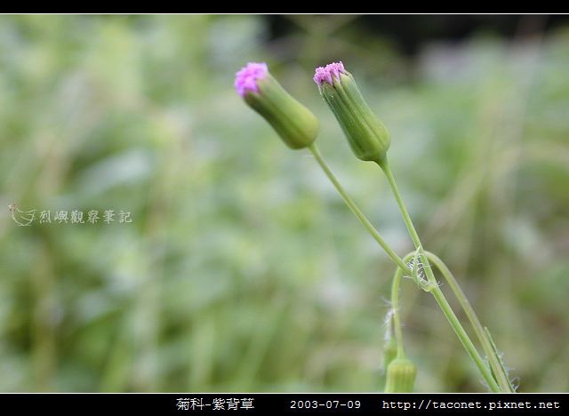 菊科-紫背草_20.jpg