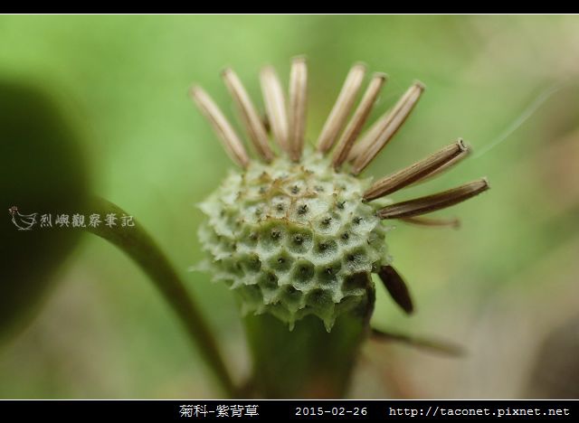 菊科-紫背草_19.jpg