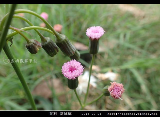 菊科-紫背草_10.jpg