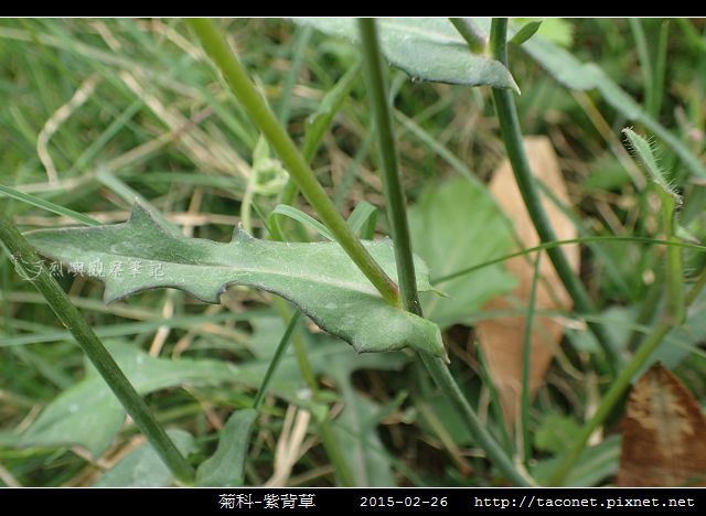 菊科-紫背草_09.jpg