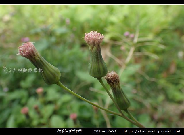 菊科-紫背草_08.jpg