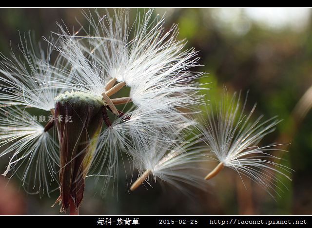 菊科-紫背草_07.jpg