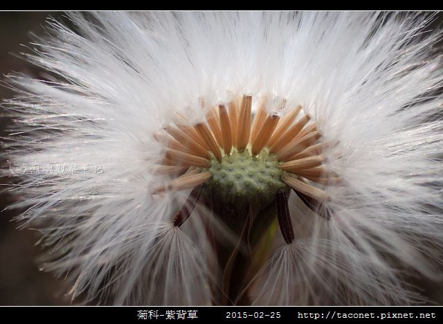 菊科-紫背草_06.jpg