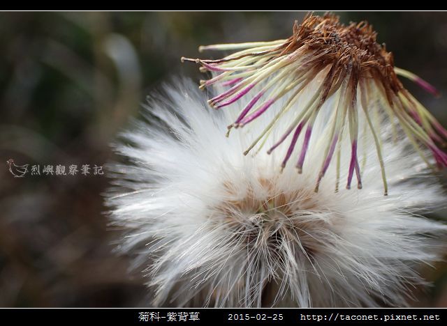 菊科-紫背草_05.jpg