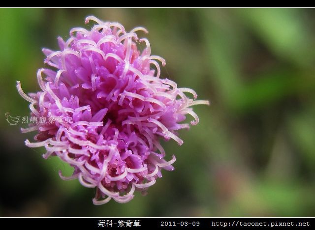 菊科-紫背草_04.jpg