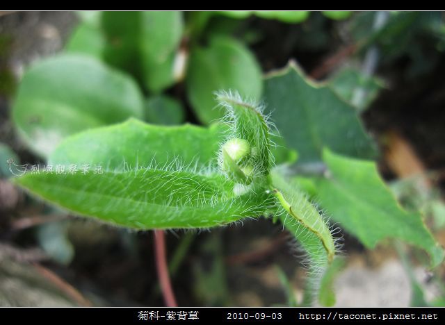 菊科-紫背草_02.jpg