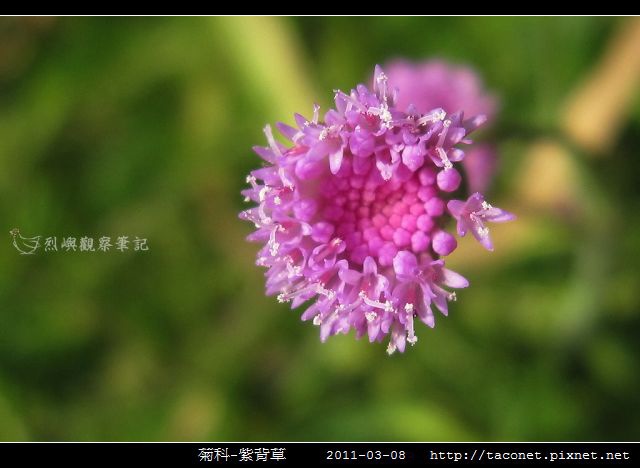 菊科-紫背草_03.jpg