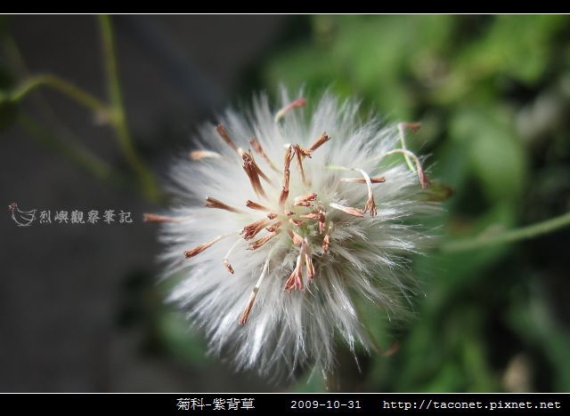 菊科-紫背草_01.jpg