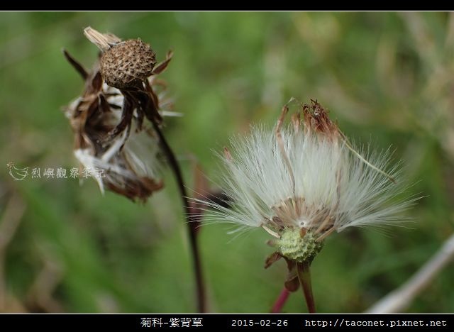 菊科-紫背草_18.jpg