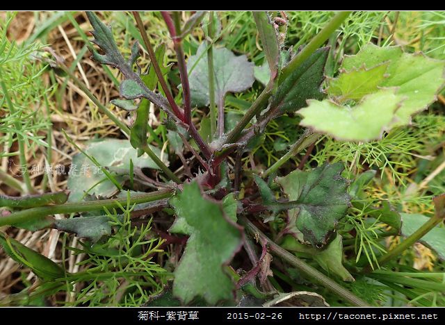 菊科-紫背草_17.jpg