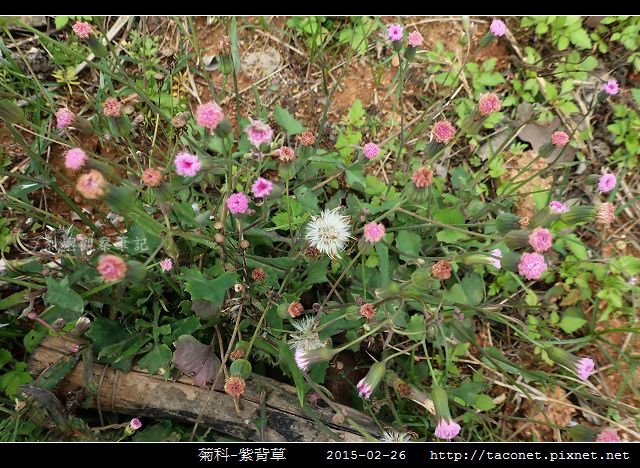 菊科-紫背草_16.jpg
