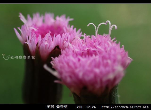 菊科-紫背草_15.jpg