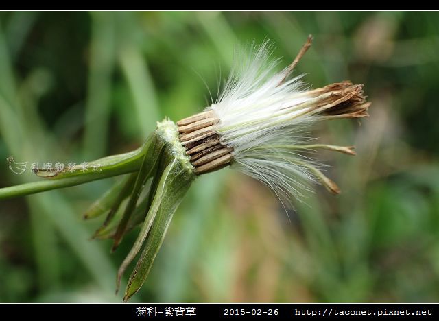 菊科-紫背草_14.jpg