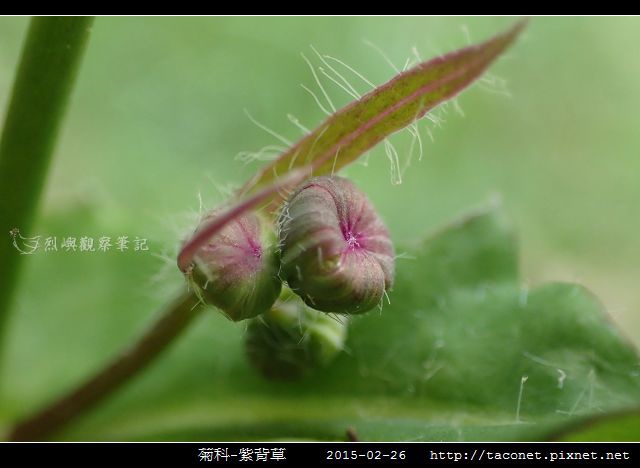 菊科-紫背草_13.jpg
