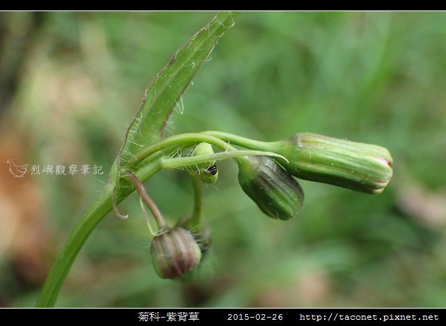 菊科-紫背草_12.jpg