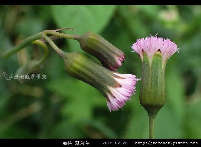 菊科-紫背草_11.jpg
