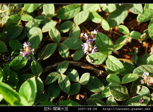 豆科-闊葉大豆_01.jpg