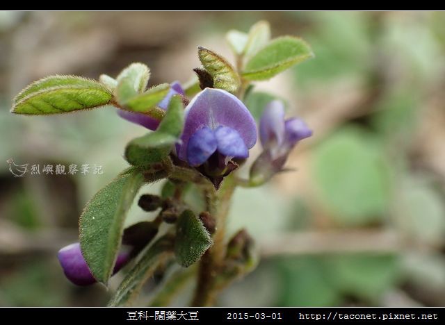 豆科-闊葉大豆_10.jpg
