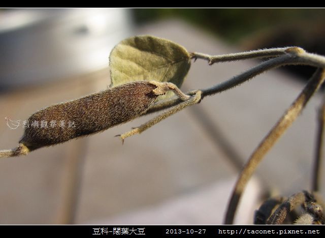 豆科-闊葉大豆_08.jpg