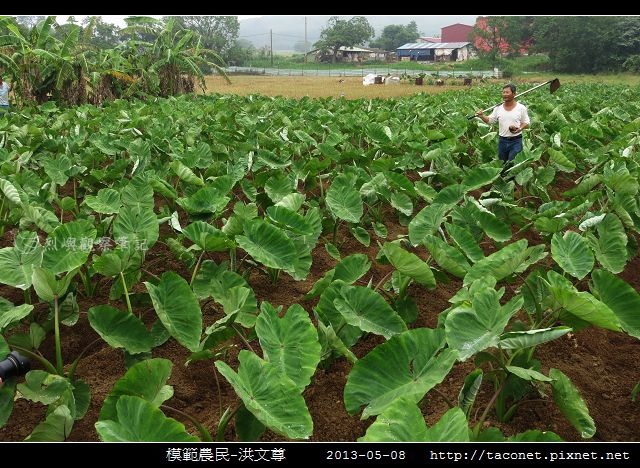 模範農民-洪文尊_03.jpg