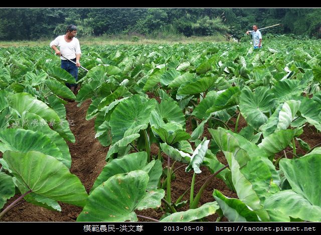 模範農民-洪文尊_01.jpg
